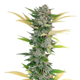 Gello Z (Growers Choice) Feminizowane