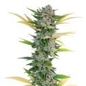 Gello Z (Growers Choice) Feminizowane