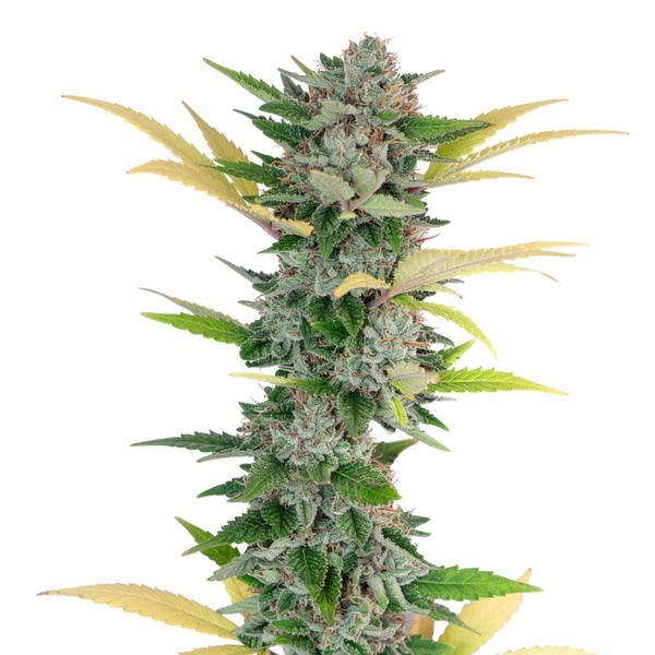 Gello Z (Growers Choice) Feminizowane