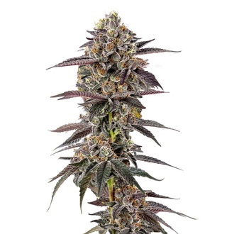 Lemon Cherry Mochi (Growers Choice) feminizowane