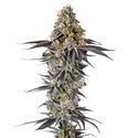 Lobster Butter (Growers Choice) Feminizowane