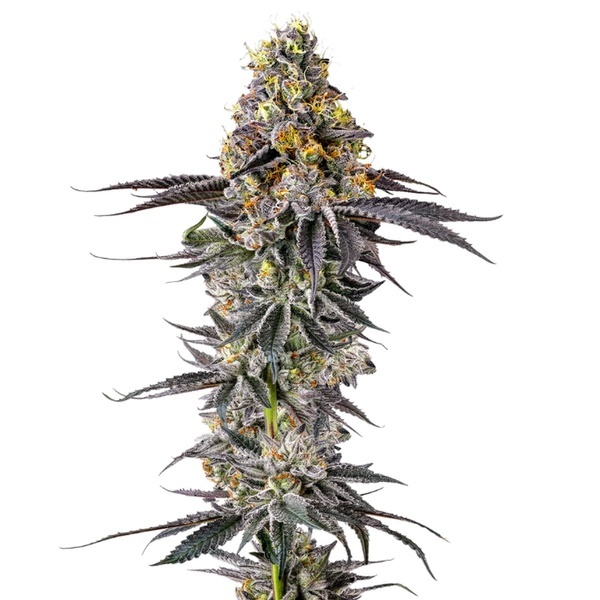 Lobster Butter (Growers Choice) Feminizowane