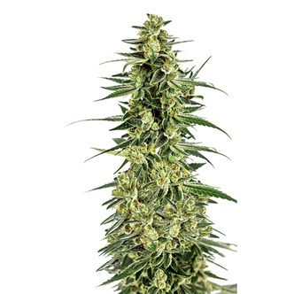 Permanent Whitemarker (Growers Choice) feminizowane