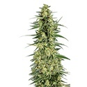 Permanent Whitemarker (Growers Choice) Feminizowane