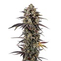 Pink Glitterbomb (Growers Choice) feminizowane