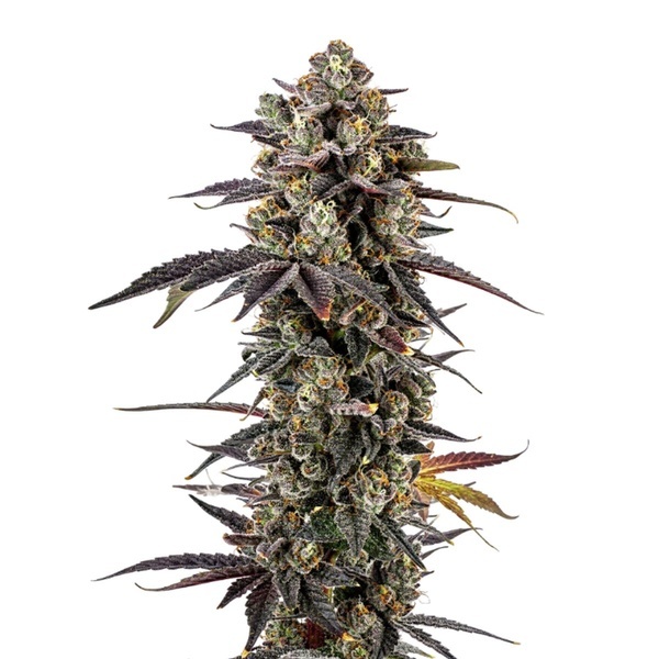 Pink Glitterbomb (Growers Choice) feminizowane