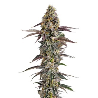 Platinum Mimosa Cookies (Growers Choice) Feminizowane