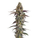 Platinum Mimosa Cookies (Growers Choice) feminizowane