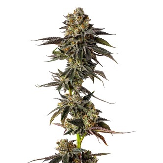 Toad Poison (Growers Choice) Feminizowane
