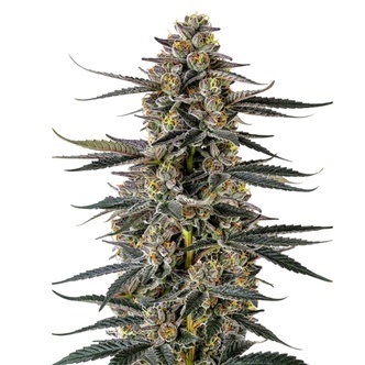 Triploid F1 Iced Sangria (Growers Choice) feminizowane