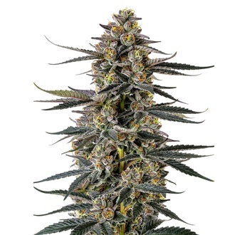 Triploid F1 Iced Sangria (Growers Choice) feminizowane