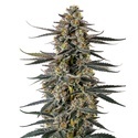 Triploid F1 Iced Sangria (Growers Choice) feminizowane