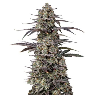 Triploid F1 Tropicana Cherry (Growers Choice) feminizowane