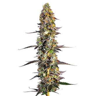 Unicorn Wagyu (Growers Choice) feminizowane