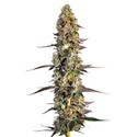 Unicorn Wagyu (Growers Choice) feminizowane