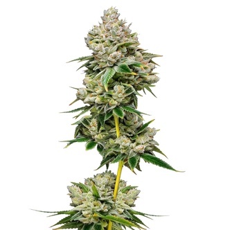 White Truffle (Growers Choice) feminizowane