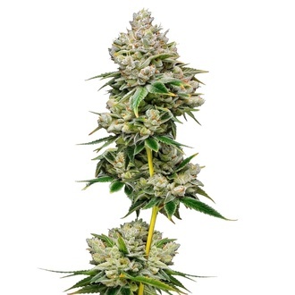 White Truffle Limited Edition (Growers Choice) feminizowane
