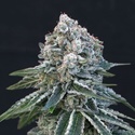 Death Roll (Exotic Seed) feminizowane