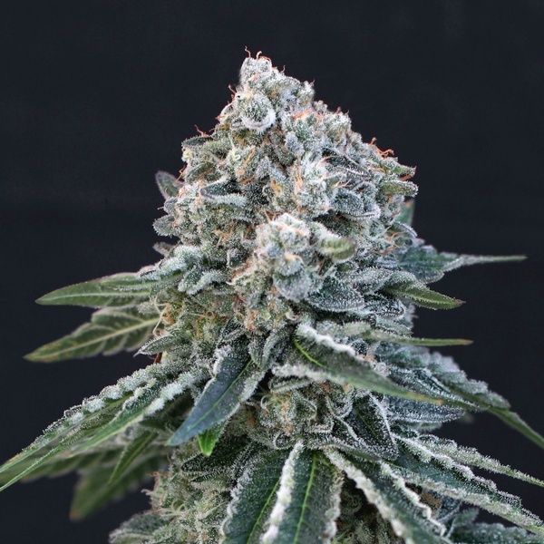 Death Roll (Exotic Seed) feminizowane
