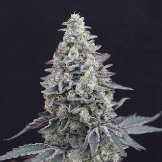 Georgia Cream Auto (Exotic Seed) feminizowane