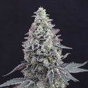 Georgia Cream Auto (Exotic Seed) feminizowane