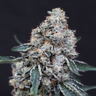 Quick Wash (Exotic Seed) feminizowane