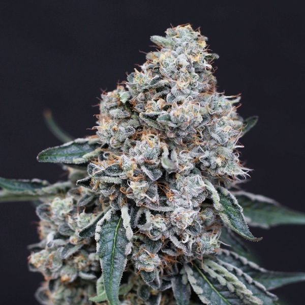 Quick Wash (Exotic Seed) feminizowane