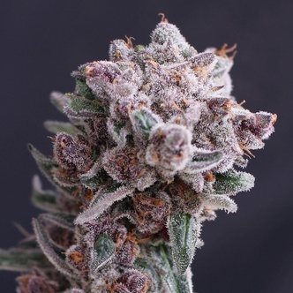 Tangie Smasher Auto (Exotic Seed) feminizowane