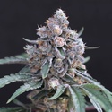 Turbo Junky (Exotic Seed) feminizowane