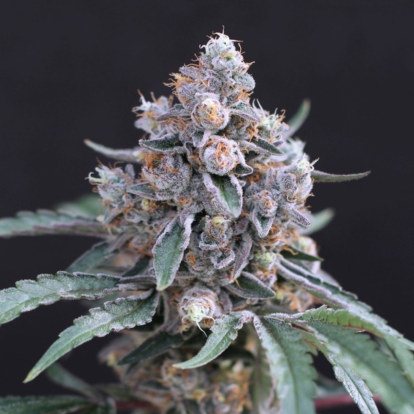 Turbo Junky (Exotic Seed) feminizowane