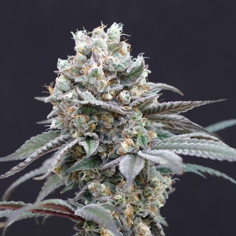 The Clash (Exotic Seed) feminizowane