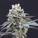 The Clash (Exotic Seed) feminizowane