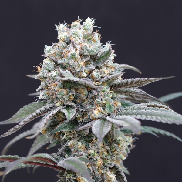 The Clash (Exotic Seed) feminizowane