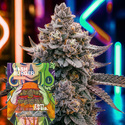 Hash Burger (Zamnesia Seeds) feminizowane