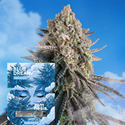Blue Dream Fast Version (Zamnesia Seeds) feminizowane