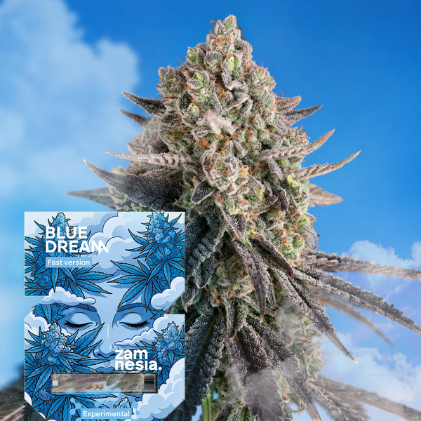 Blue Dream Fast Version (Zamnesia Seeds) feminizowane
