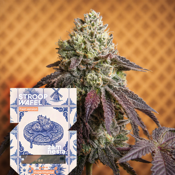 Stroopwafel Fast Version (Zamnesia Seeds) feminizowane