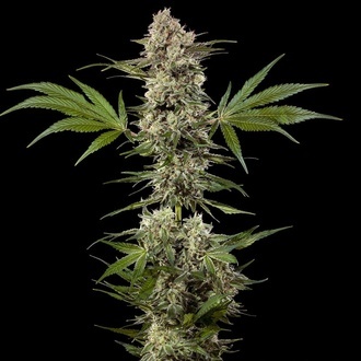 Banana Runtz F1 (Barney's Farm) feminizowane