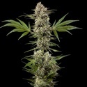 Banana Runtz F1 (Barney's Farm) feminizowane