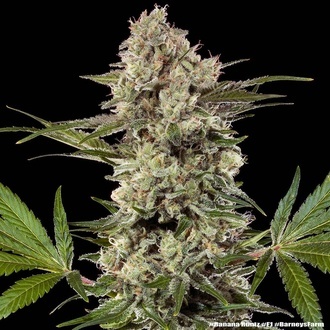 Banana Runtz F1 (Barney's Farm) feminizowane