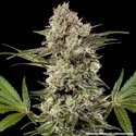 Banana Runtz F1 (Barney's Farm) feminizowane