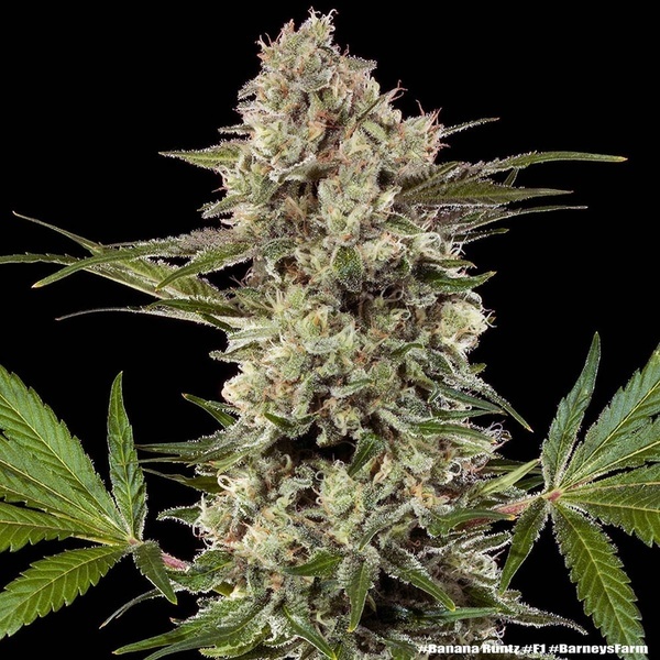 Banana Runtz F1 (Barney's Farm) feminizowane