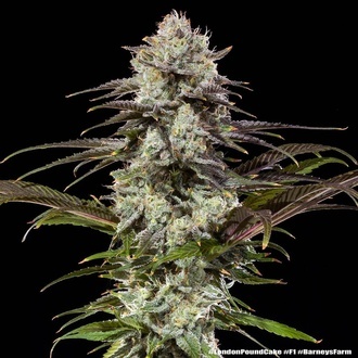 London Pound Cake F1 (Barney's Farm) feminizowane