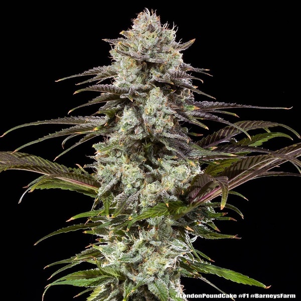 London Pound Cake F1 (Barney's Farm) feminizowane