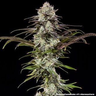 London Pound Cake F1 (Barney's Farm) feminizowane