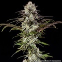 London Pound Cake F1 (Barney's Farm) feminizowane