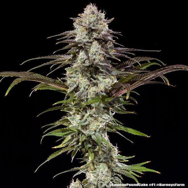 London Pound Cake F1 (Barney's Farm) feminizowane