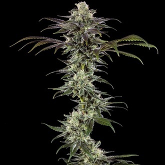 RS11 F1 (Barney's Farm) feminizowane