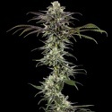 RS11 F1 (Barney's Farm) feminized