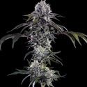 Durban Z F1 (Barney's Farm) feminizowane